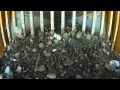 gold, gold price, gold market, precious metals, mining, investing