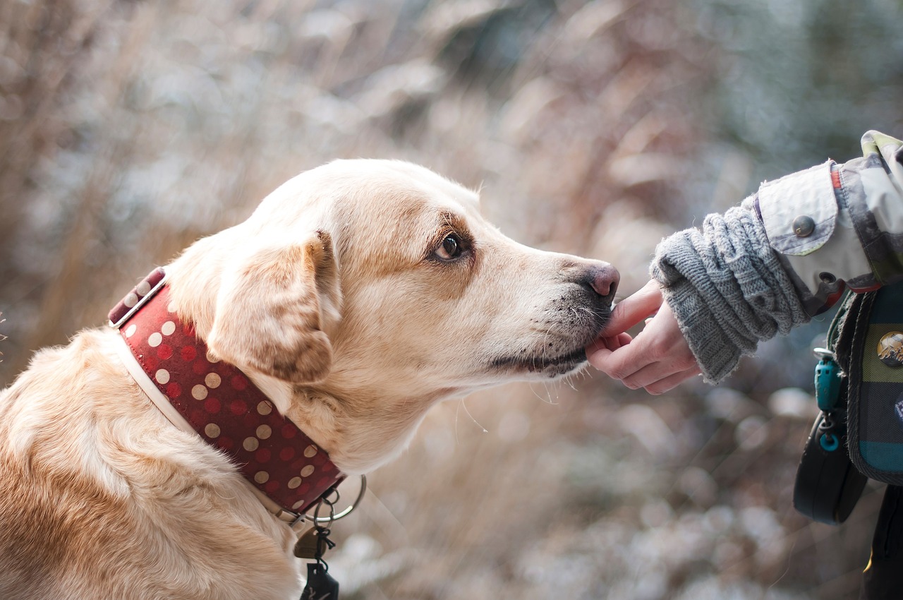 Pet Odor Product Drives Clean Tech Co.'s Revenue Increase