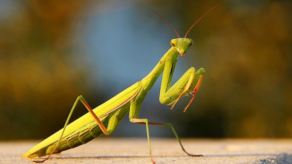Praying Mantis