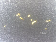 Offshore Gold Explorer Targets Massive Ghana Seabed Play