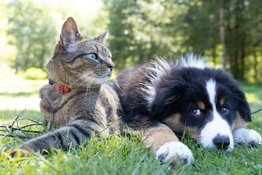 Pet Odor Market Ignites BioLargo Consumer Comeback