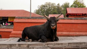 Beleaguered Bull