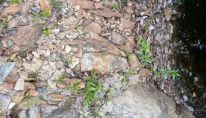 Gold Drilling Delivers Wide Intercepts as Mineralization Reaches Surface