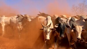 A Bull Era for Gold Stocks